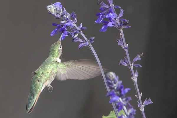 Ruby throated hummingbird at Aspen Highlands.jpg