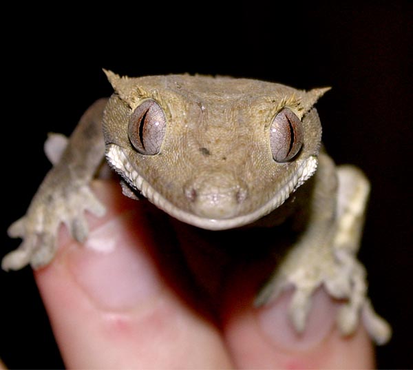 Stodola.CrestedGecko.jpg