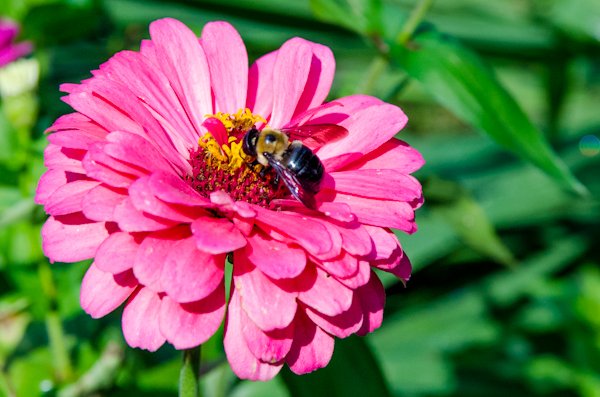 Worley.Xylocopa_virginica_on_Zinnia_sp.jpg