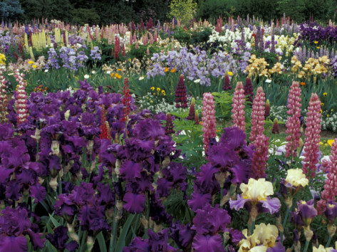 adam-jones-iris-garden-salem-oregon-usa.png