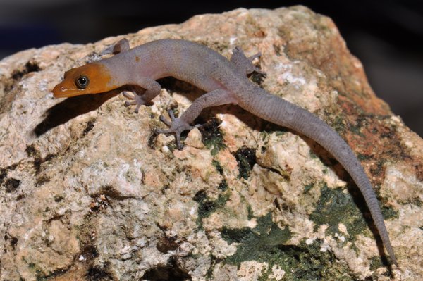 scantlebury.sphaerodactylus_samanensis.jpg