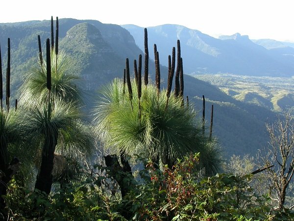 Blake.Grass_Tree.jpg