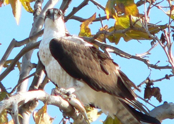 Burnett.Osprey.P1040652cropto600.jpg