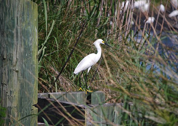 Connors.Egretta thula.jpg