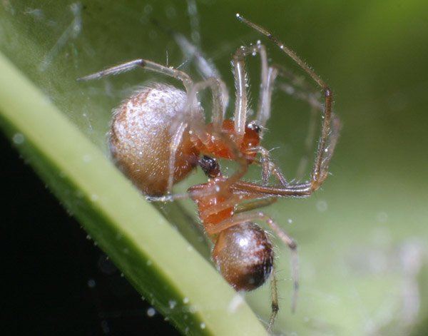 Denelsbeck.Theridiidae.jpg