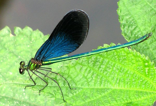 Diogenes.Calopteryx_splendens_male.jpg