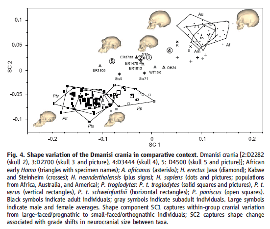 Dmanisi2013Fig4.png