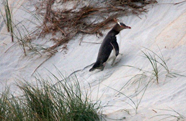 Duerr.Megadyptes_antipodes_1.jpg