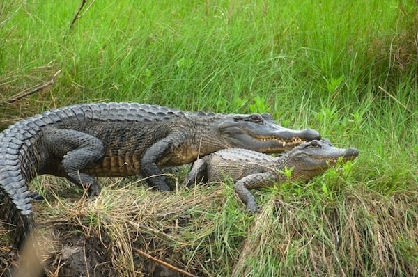 Duhrkopf.American_Alligator.jpg