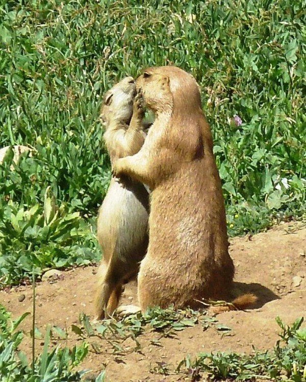 DullienPrairieDogs_600.jpg