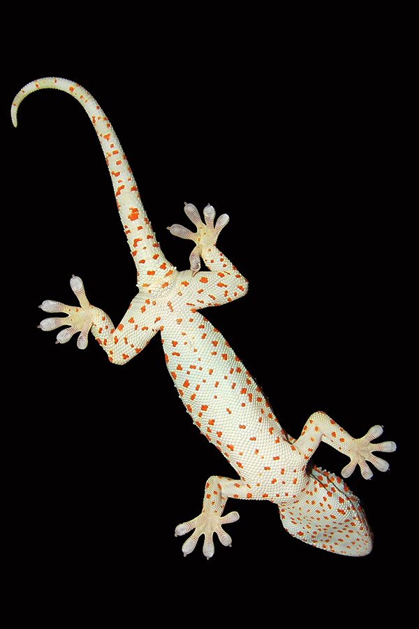 Gamble.Gekko_gecko.jpg