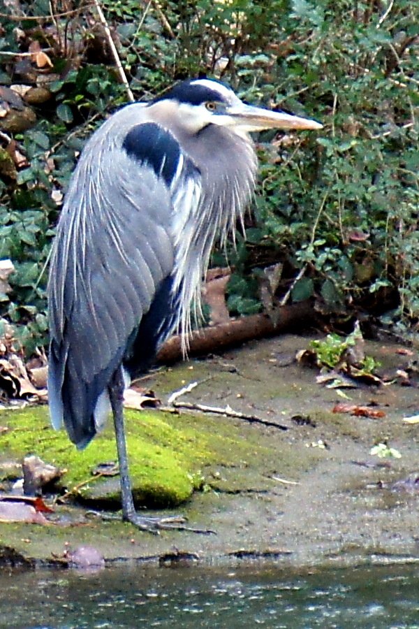 Gillespie.Great_Blue_Heron.jpg