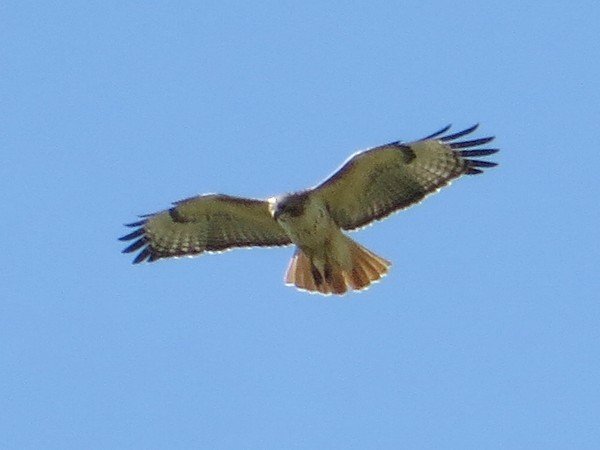 IMG_0080Swainson'sHawk_600.JPG