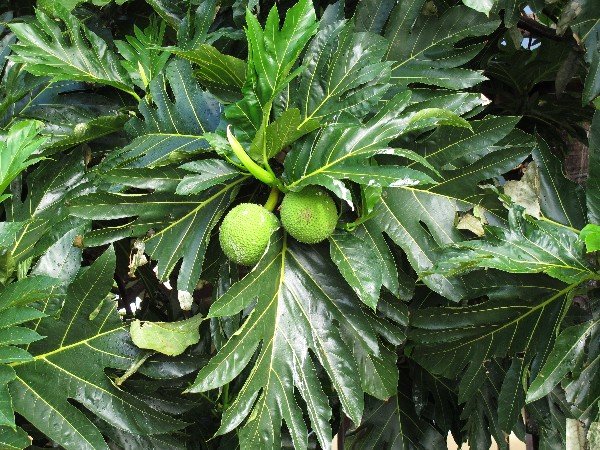 IMG_1578Breadfruit_600.JPG