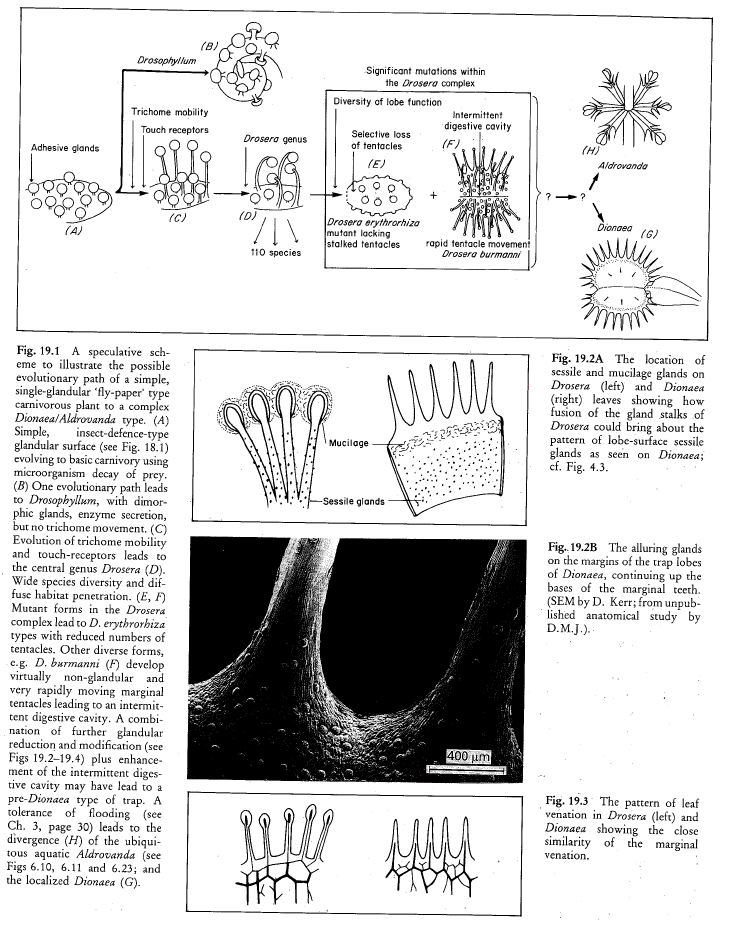 Juniper_etal_1989_Carnivorous_Plants_p303_Dionaea_evo.png