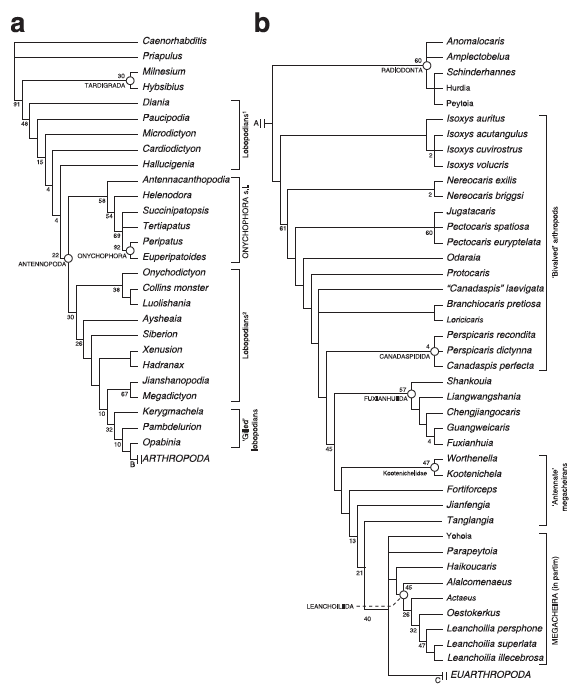 Legg_etal_2013_NatComm_Figure4ab_Lobopodia_etc_bigger.png