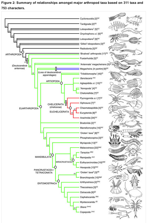 Legg_etal_2013_NatComm_panarthropod_phylogeny.png