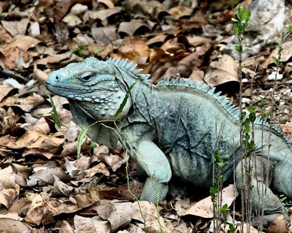 Lyon.Cyclura_lewisi_01.JPG