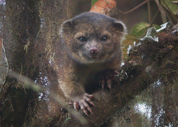 Olinguito.jpg