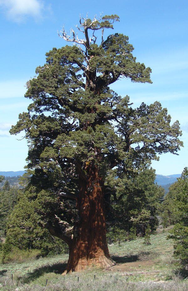 Rice.Juniperus occidentalis.jpg