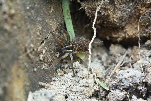 Shackleton.Rabid_Wolf_Spider_02.JPG