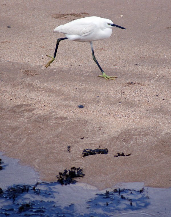 Susek.Snowy_Egret.jpg