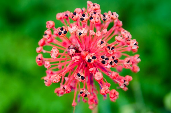 Worley.Allium_sp.jpg