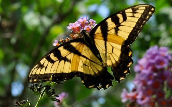 Wysocki.Eastern Tiger Swallowtail Male.02.JPG