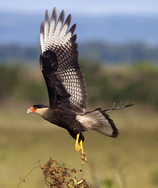 rintoul.southern_caracara.jpg