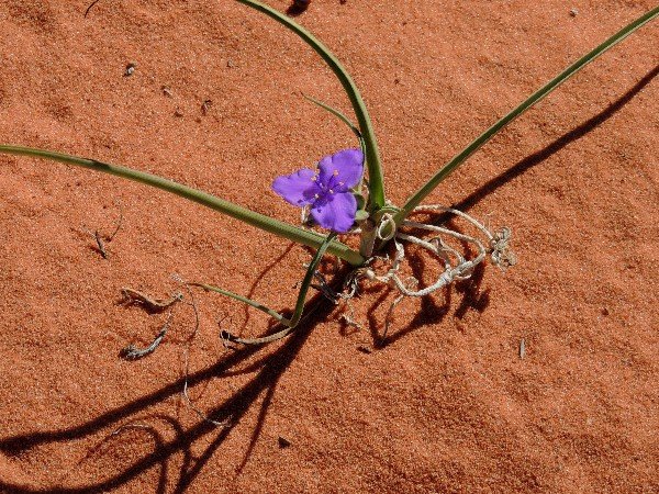 DullienTradescantia occidentalis_600.jpg