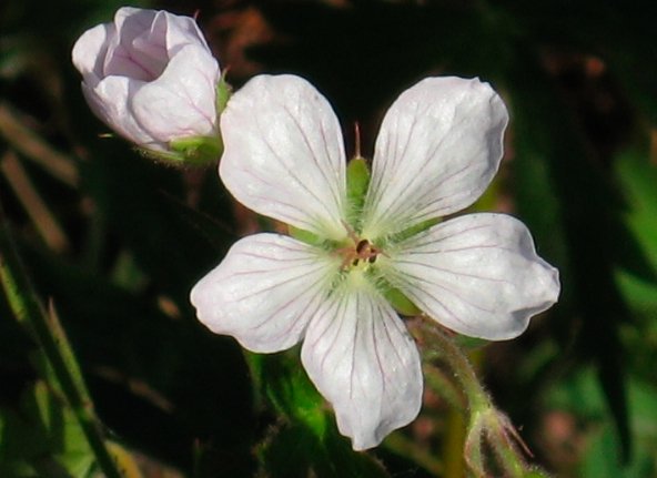 Freeman.Geranium_richardsonii.jpg