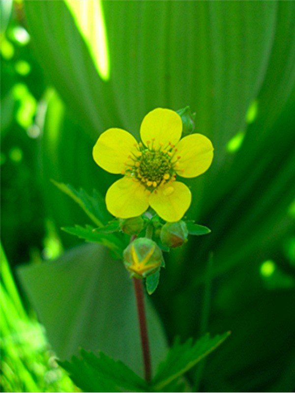 Freeman.Geum_aleppicum.jpg