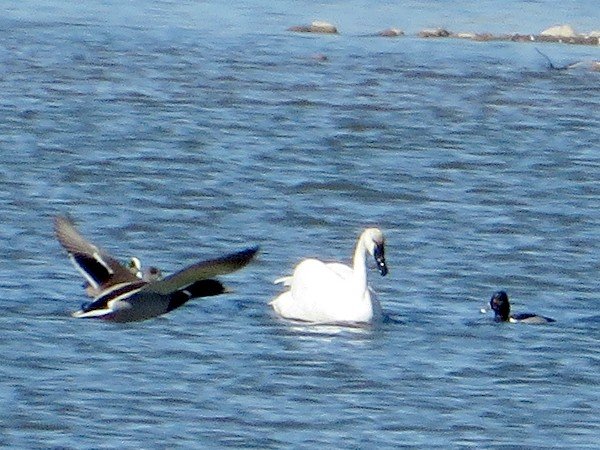 IMG_0387TundraSwan_600.JPG