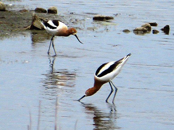 IMG_0589Avocets_600.JPG