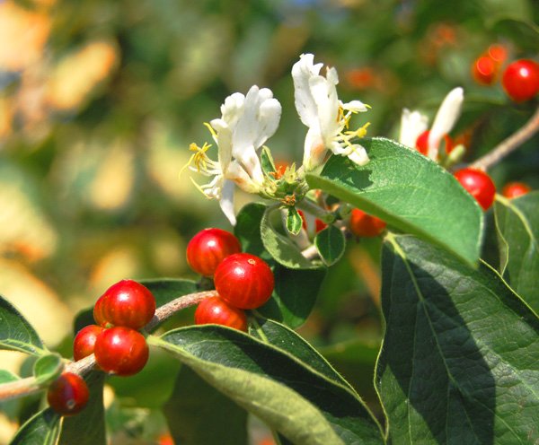 Meiss-Honeysuckle_Second_Flowering.jpg