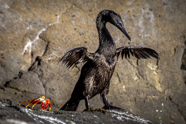 Moore.Galapagos_Flightless_Cormorant.jpg