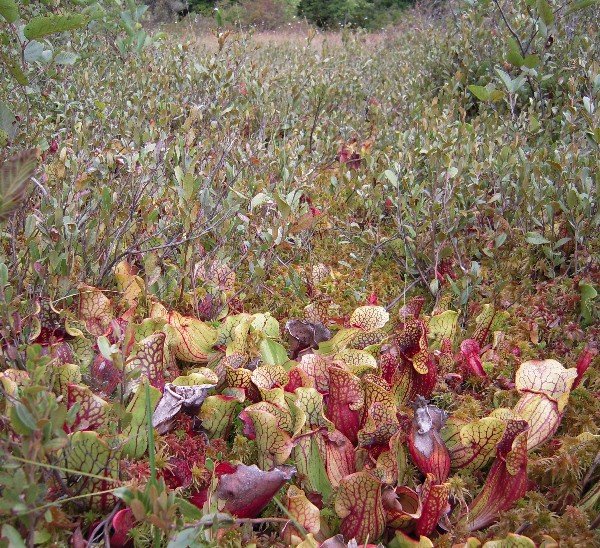 Opel.Sarracenia_purpurea.JPG