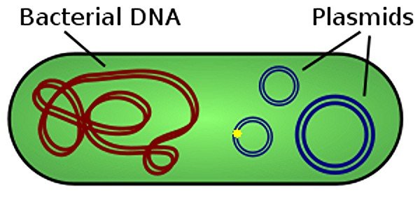 Plasmid_modified_from_wiki.jpg