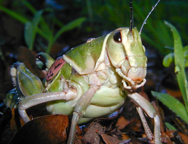 Ralph.Arvesen - Plains Lubber (Brachystola magna Girard).jpg