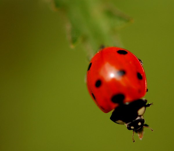 SamarasingheB.Coccinella_septempunctata.JPG