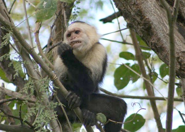 Sprockett.white-faced_capuchin_eating1.jpg