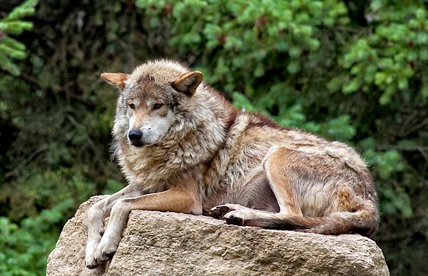 Stodola.MexicanWolf.jpg