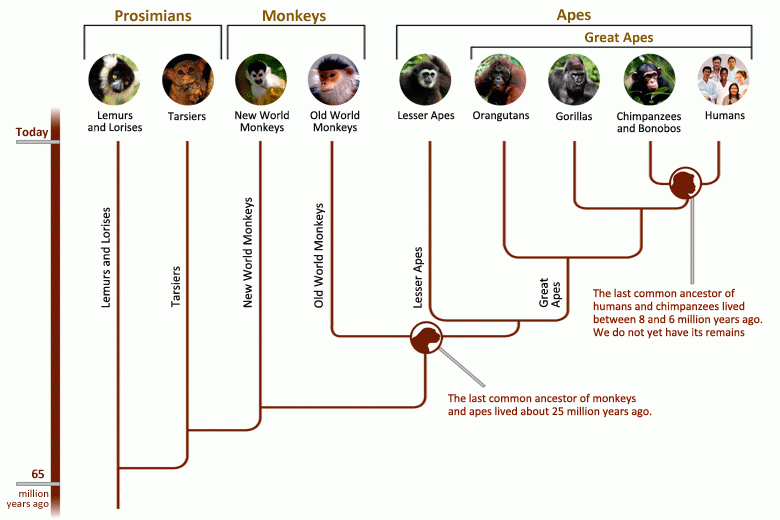 primate-family-tree-780x520_0.gif