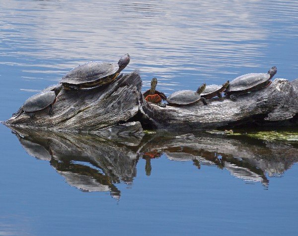 DSC00083Turtle_1_600.JPG