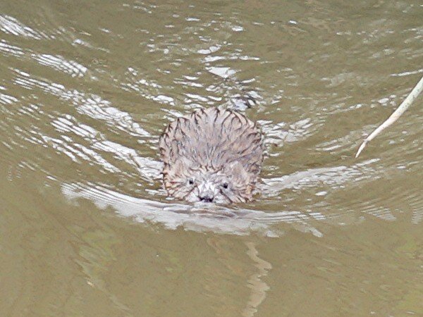 DSC00092Muskrat_600.jpg