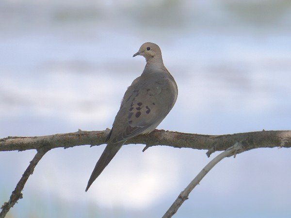 DSC00147_Mourning_Dove_600.jpg