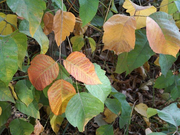 DSC00761_Poison_Ivy_600.JPG