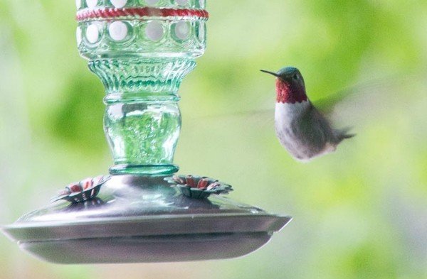 DavidBroadTailedHummingbirdCropped_600.jpg