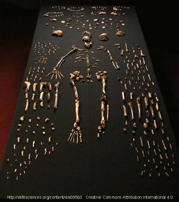 Homo_naledi_600.jpg