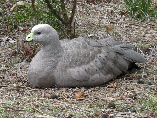 IMG_1771_Cape_Barren_Goose_600.JPG